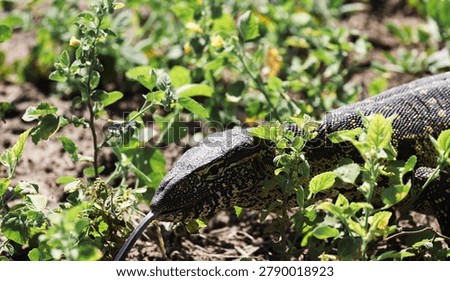 A monitor lizard explores the lush vegetation of Chobe National Park under bright sunlight, showcasing its unique features and behavior.