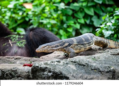 Monitor Lizard Hunts Bait On The Rocks.