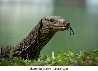 Monitor Lizard in Lumphini Park, Bangkok, Thailand. Monitor Lizard Hunting. Monitor Lizard Portrait.