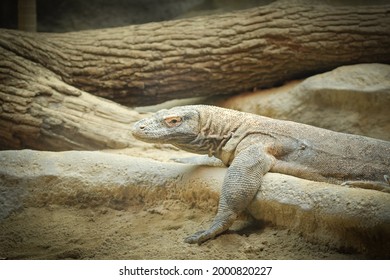 Monitor lizard on backyard of rustic village. South Asia fauna near human settlement. Dangerous wild animal. Endangered species of lizard.