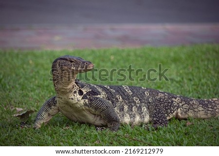Monitor lizard on the grass in Lumpini Park, Bangkok, Thailand