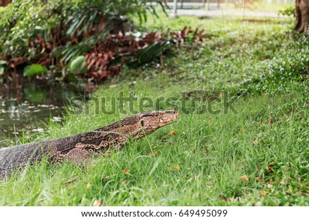 Monitor lizard on grass in the park of Thailand.