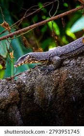 Monitor lizard resting on a large rock surrounded by natural vegetation in a tropical environment.