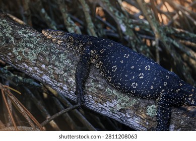 Monitor Lizard Resting on Tree Branch in Mangrove Forest