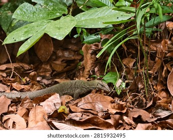 Monitor Lizard scavenging through thick piles of leaves. Perhaps hungry? Perhaps strolling after a hefty meal?