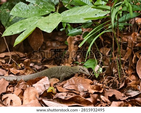 Monitor Lizard scavenging through thick piles of leaves. Perhaps hungry? Perhaps strolling after a hefty meal?