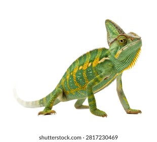 Monitor Lizard Single Monitor Lizard Standing Isolated On White Background