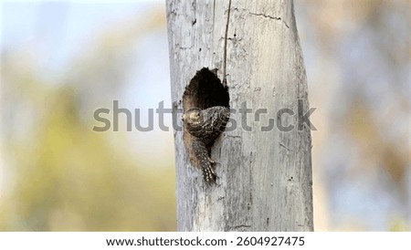 Monitor lizard slips out of a tree hollow, sleek body, soft forest light in the pristine habitat of Thailand Kaeng Krachan National Park.