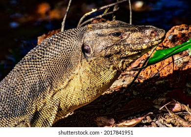 Monitor Lizard At Sungei Buloh Wetland Reserve