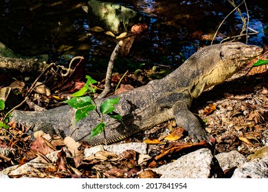 Monitor Lizard At Sungei Buloh Wetland Reserve