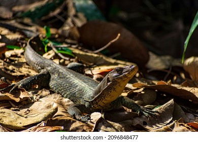 Monitor Lizard In Sungei Buloh Wetland Reserve