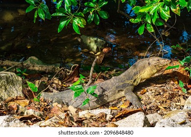 Monitor Lizard In Sungei Buloh Wetland Reserve