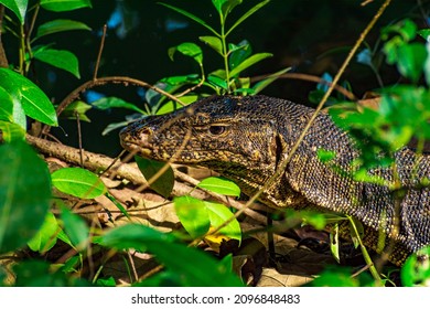 Monitor Lizard In Sungei Buloh Wetland Reserve