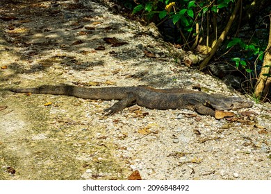 Monitor Lizard In Sungei Buloh Wetland Reserve