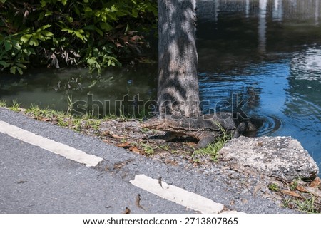 Monitor lizard or varanus salvator  out of water at Vachirabenjatas Park, Rot Fai Park, Bangkok, Thailand