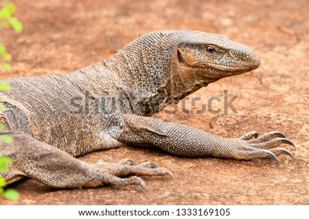 Monitor lizard (Varanus), Sri Lanka, Yala National Park.