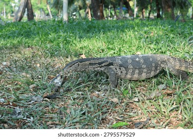 Monitor lizard walking through grassy habitat