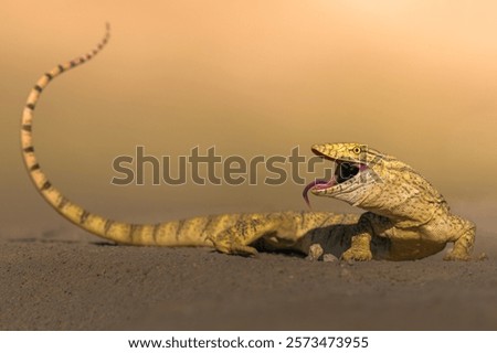Monitor lizards in desert of kuwait