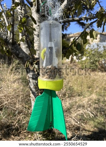 Monitoring trap in cherry tree for brown marmorated stink bug