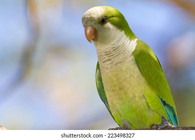 Monk Parakeet