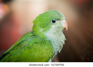 Monk Parakeet