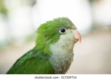 Monk Parakeet