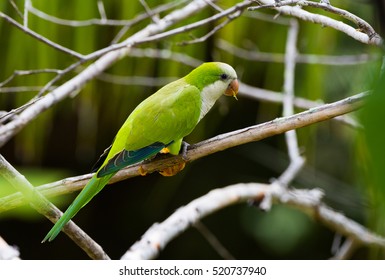 Monk Parakeet