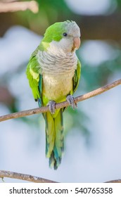 Monk Parakeet