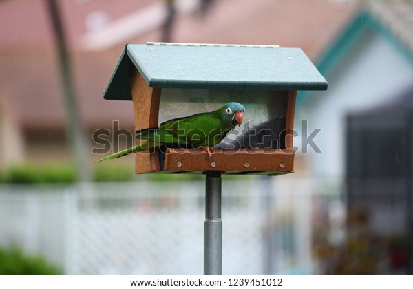 Monk Parakeet Aka Quaker Parrot Small Stock Photo Edit Now