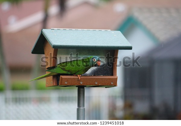 Monk Parakeet Aka Quaker Parrot Small Stock Photo Edit Now