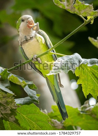 Similar – feeding Animal Wild animal