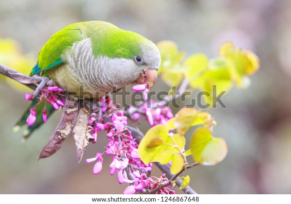 Monk parakeet, also known as Quaker parrot spotted\
in Barcelona, Spain.