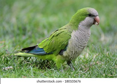 Monk Parakeet (Myiopsitta Monachus) 