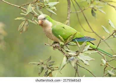 The Monk Parakeet (Myiopsitta Monachus)