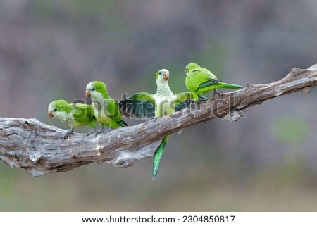 Monk Parakeet (Myiopsitta monachus), also known as the Quaker parrot, just coming out of their nest in the early morning in the Pantanal North, Mato Grosso in Brazil