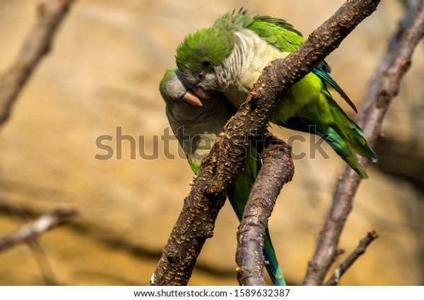 The monk parakeet (Myiopsitta monachus),\
also known as the Quaker parrot, is a species of true parrot in the\
family Psittacidae.