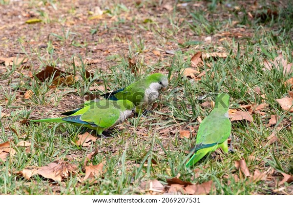 The monk parakeet (Myiopsitta monachus), also\
known as the Quaker parrot, is a species of true parrot. It is a\
small, bright-green parrot with a greyish breast and\
greenish-yellow abdomen