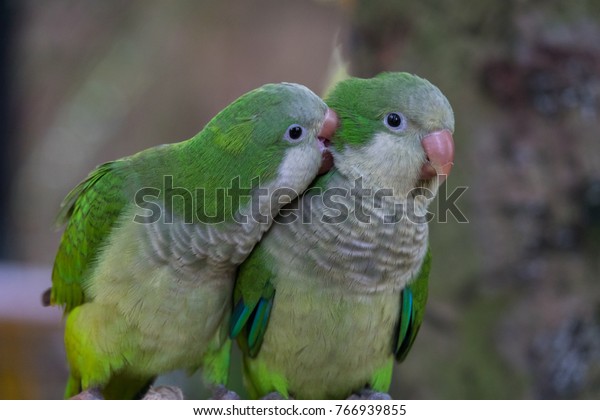 The monk parakeet (Myiopsitta\
monachus), also known as the Quaker parrot, is a small,\
bright-green parrot with a greyish breast and greenish-yellow\
abdomen
