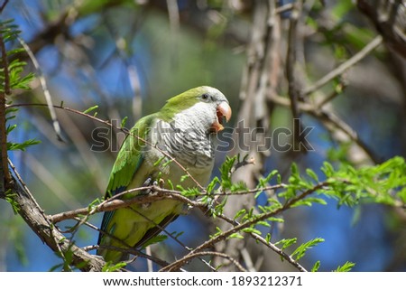 Similar – Image, Stock Photo free as a bird Paragliding