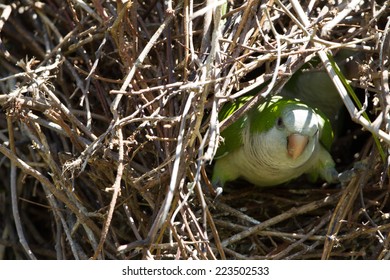 Monk Parakeet In Its Nest