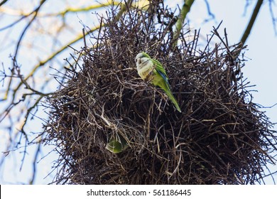 Monk Parakeet In Its Nest In January, Brussels, Belgium