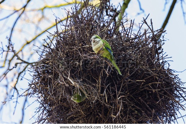 Monk\
parakeet in its nest in January, Brussels,\
Belgium