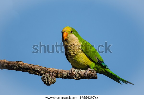 A monk parakeet\
perching on a high branch 