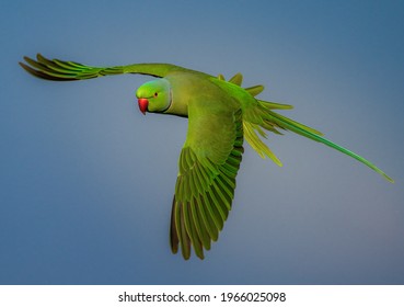 Monk Parakeet Welcoming The Spring