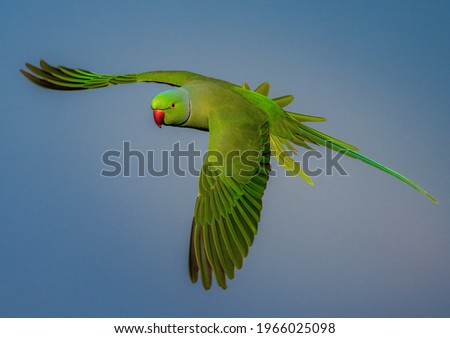 Monk parakeet welcoming the spring