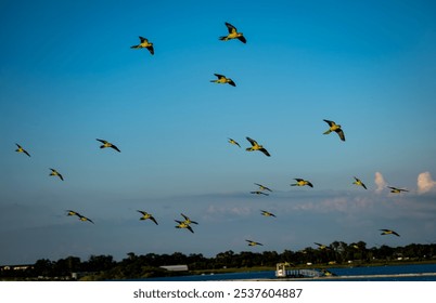 Monk parakeets silhouetted against bright blue sky soaring over waterfront, displaying synchronized flight patterns and distinctive yellow-green coloring - Powered by Shutterstock