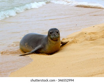 Monk Seal