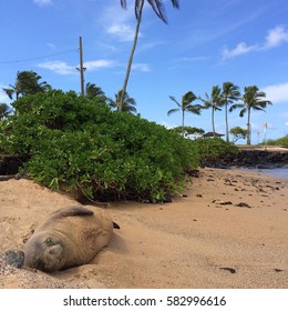 Monk Seal