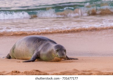 Monk Seal