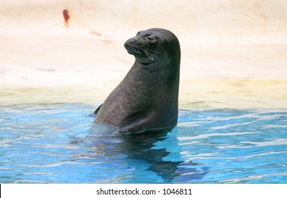 Monk Seal In Hawaii